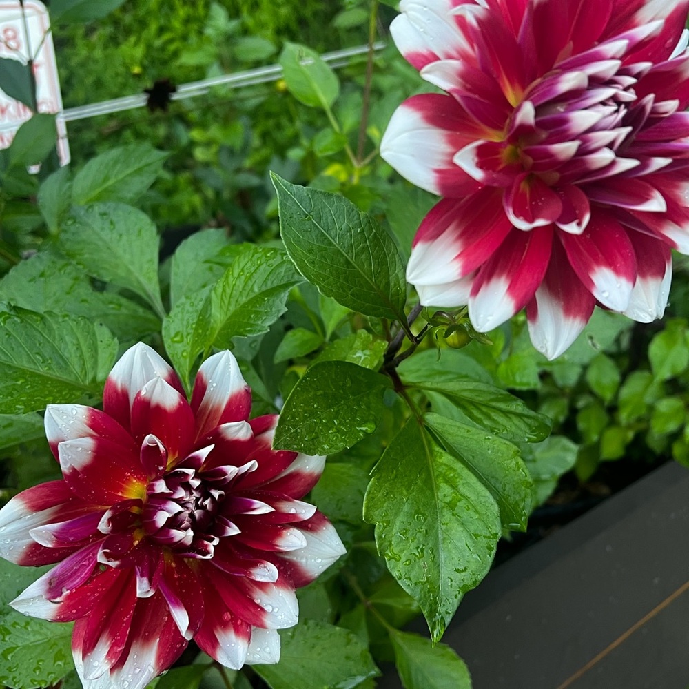 Dahlia Red Rock